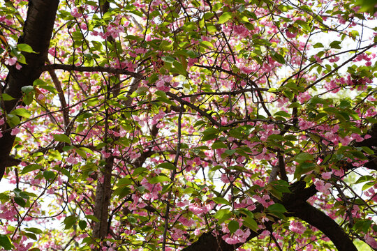 Ruby-crowned Kinglet, Central Park Cherry Blossoms, 