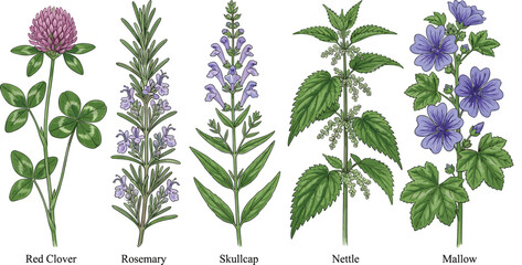 Medicinal Herbs Collection Illustration with Red Clover, Rosemary, Skullcap, Nettle, and Mallow Plants for Herbal Medicine, Botany, Natural Remedies, and Wellness Design © MdJalal