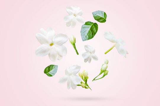Minimal composition of white jasmine flowers on soft pink background with copy space. Perfect for beauty and wellness themes.