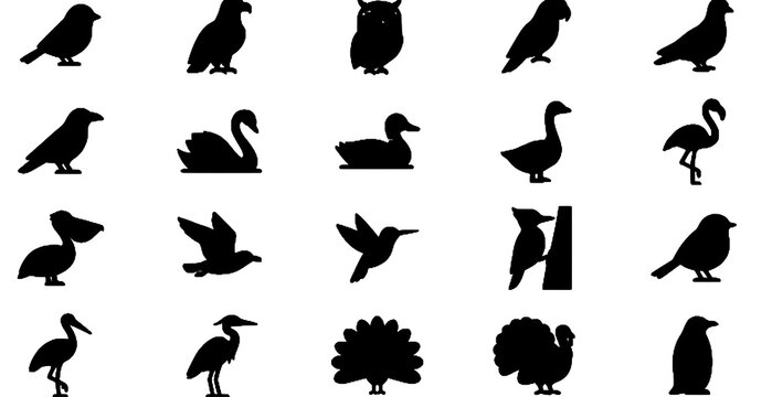 Bird Icon Set Vector Collection Isolated on White Background with Flat Wildlife Symbols