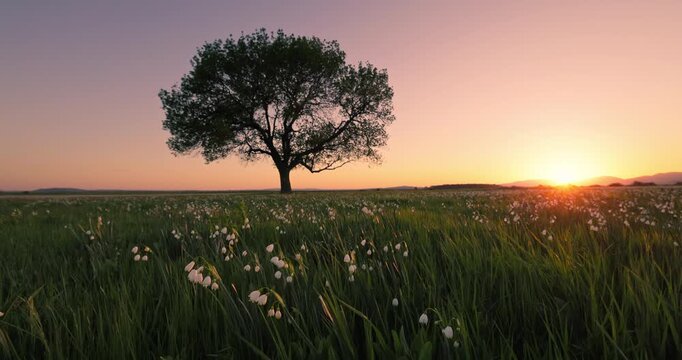 Summer Snowflake Flowers in a Green Meadow with a Lone Tree at Sunset nature landscape video