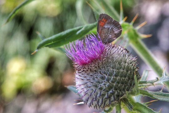 farfalla su fiore