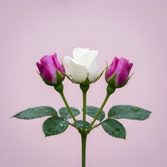 Obraz premium Three roses with dew drops on pink background, floral arrangement