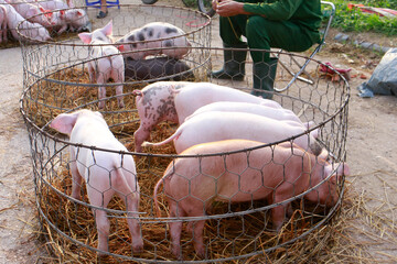 The image shows piglets confined in round, straw-lined iron cages at a market where people come to choose and buy them to raise. © MinhYen