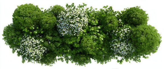 Green bushes with white flowers in an outdoor setting during daylight