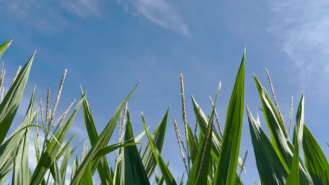 Low-angle shot of corn tassels and leaves swaying against a clear blue sky. Captures healthy crops during the peak Midwest agriculture season in July, USA.