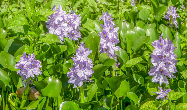 Beautiful purple water hyacinth flowers floating on lush green leaves. Ideal for nature, aquatic plants, and environmental concepts.