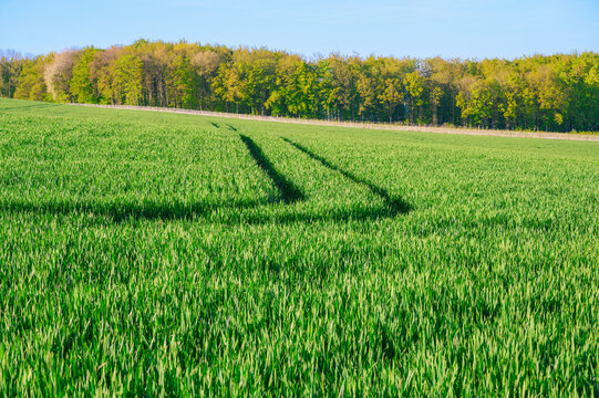 Vast green field with tractor tracks leading towards a sunlit forest edge