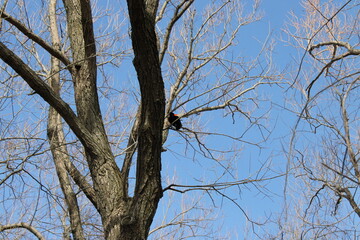 Obraz premium tree branches against blue sky