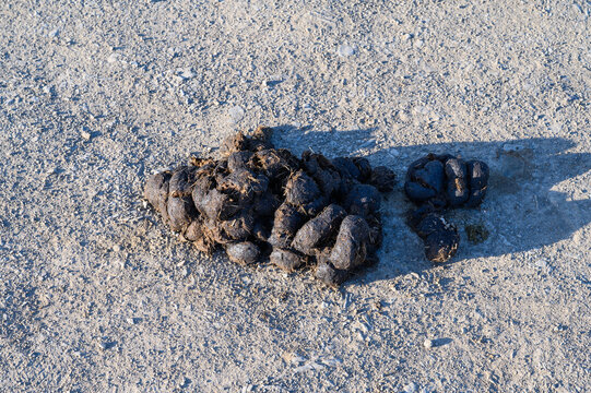 Fresh horse manure pile on a gravelly dirt road in bright sunlight