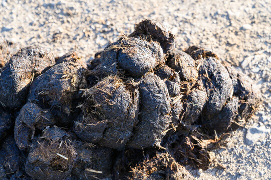 Pile of fresh horse manure with visible straw on a dry ground surface
