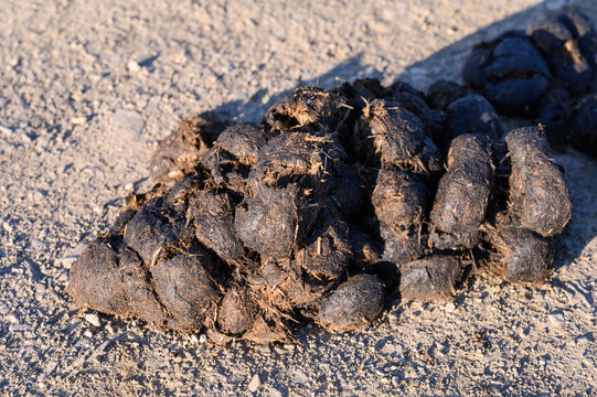 Pile of fresh horse manure on a gravelly ground surface