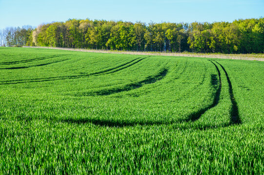 Vibrant green agricultural field with tractor tracks leading towards a distant forest