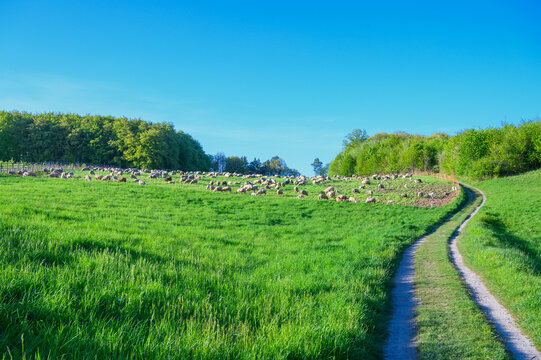 Flock of sheep grazing peacefully on a lush green hillside under a clear blue sky