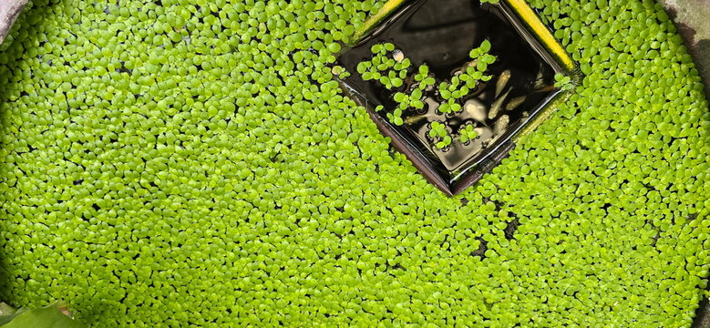 Lemna minor is small, bright green aquatic plant that floats on water's surface. Leaves are oval-shaped, scale-like, about 0.2 cm long. Lemna perpusilla Torr. Common Duckweed, Duckweed, Lesser Duckwee
