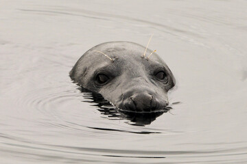 Phoque veau marin © JAG IMAGES
