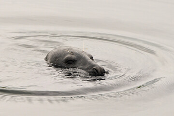 Phoque veau marin © JAG IMAGES