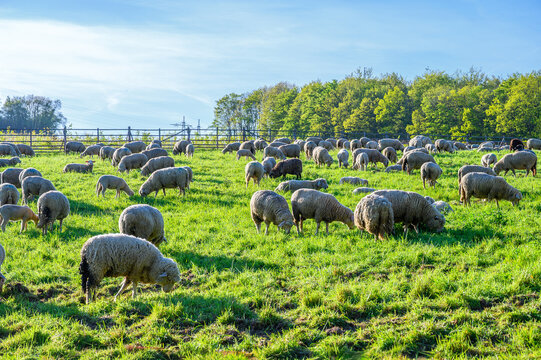 Flock of sheep grazing peacefully on a lush green meadow under a clear blue sky
