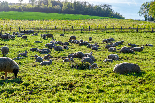 Flock of sheep grazing peacefully on a lush green pasture under a clear blue sky