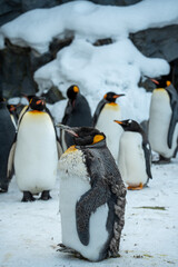 Japan,Hokkaido,Asahikawa,Asahiyama Zoo,penguin © C.C.T