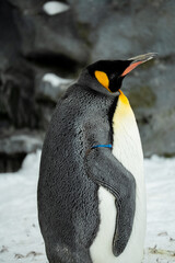 Japan,Hokkaido,Asahikawa,Asahiyama Zoo,penguin © C.C.T