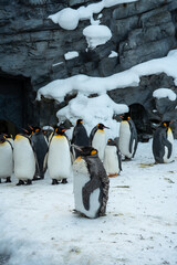 Japan,Hokkaido,Asahikawa,Asahiyama Zoo,penguin © C.C.T