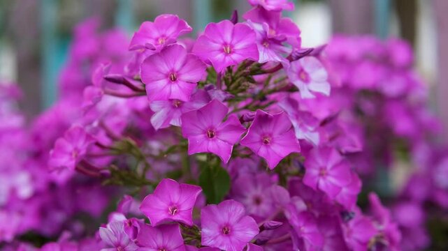 Bright pink purple flowers of the flowering plant phlox subulata the creeping phlox, moss phlox, moss pink or mountain phlox. High quality 4k footage