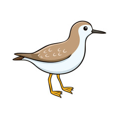 Obraz premium Cartoon sandpiper bird standing on legs looking to the side with brown and white feathers