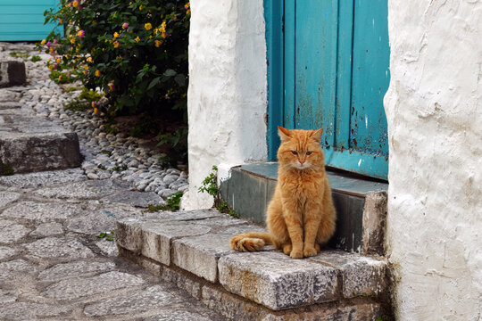 A cat in Marmaris, Turkey