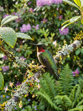 Vibrant ruby-throated hummingbird perches on a lichen-draped branch surrounded by verdant leaves and soft purple blossoms. This captivating wildlife moment exemplifies nature's serene beauty avian vit