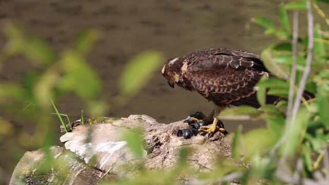 Juvenile Snail Kite (Rostrhamus sociabilis) eating a freshwater apple snail on a log close to a lake in Buenos Aires urban wetland Ciudad Universitaria, Argentina. Bird photography. Specialist wild ea