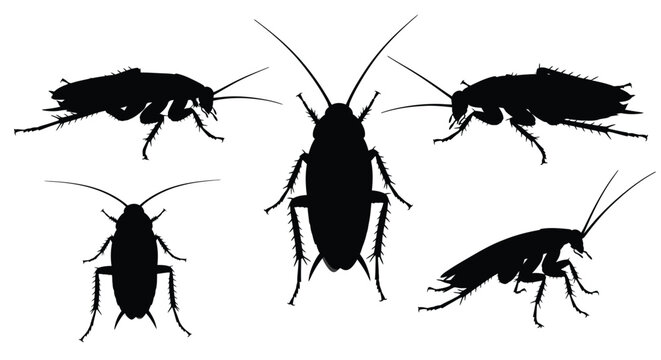 Cockroach silhouettes in various poses black on white background