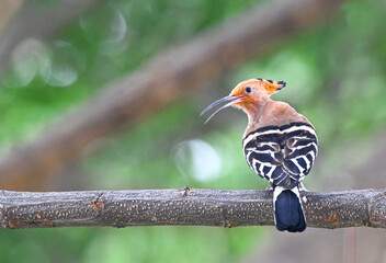 Eurasian Hoopoe ( Upupa epops ) perched on  tree, thailand © suradech