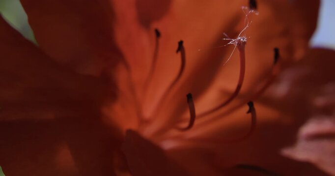 Japanese azalea (Rhododendron japonicum)