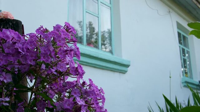 purple phlox flowers . Purple flowers house. High quality 4k footage