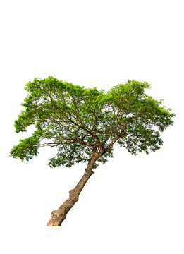 East Indian walnut( Rain tree ) on white background,isolated