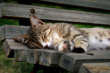 Cute brown cat sleeping outside. © Norinere