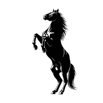 Powerful black horse rearing up on its hind legs with a flowing mane and tail, isolated on a white background.
