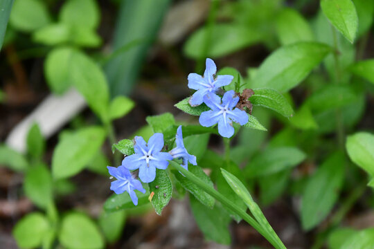 ホタルカズラ　Lithospermum zollingeri