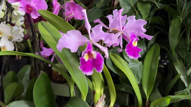 Beautiful purple cattleya orchid flower blooming