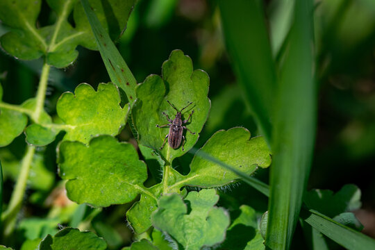 Small Brown Weevil Beetle Sitting on Green Celandine Leaf in Macro
