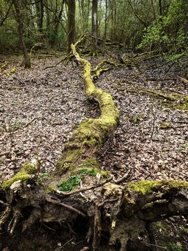 Fallen mossy tree trunk uprooted in wild forest