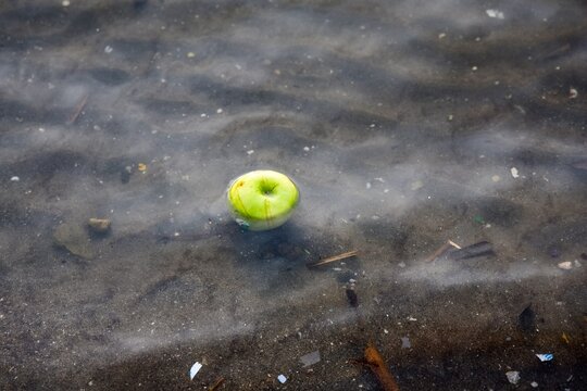Green apple floating in murky polluted water
