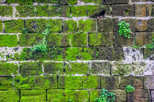 Old stone wall texture with vibrant green moss growing