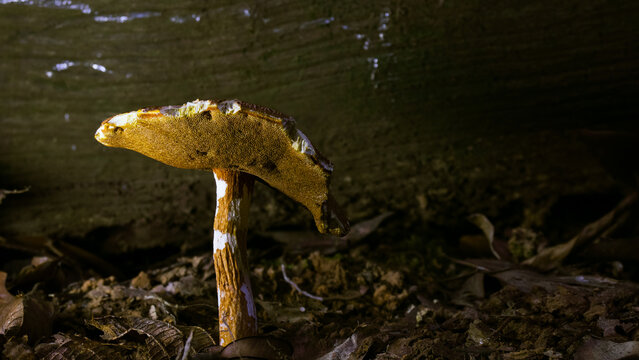 Wild Bolete Mushroom (Boletellus sp.) Showing Yellow Pores and Two-Toned Stipe &mdash; Macro Close-Up, Tropical Rainforest Floor, Borneo, Kalimantan, Indonesia