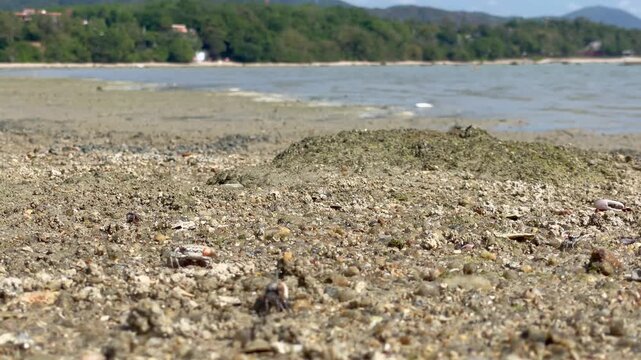 Tiny crabs with one large claw moving and waving on the beach near the water, showing natural behavior.