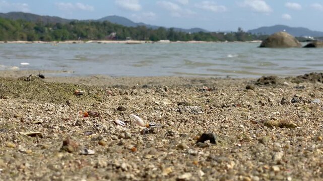 Tiny crabs with one large claw moving and waving on the beach near the water, showing natural behavior.