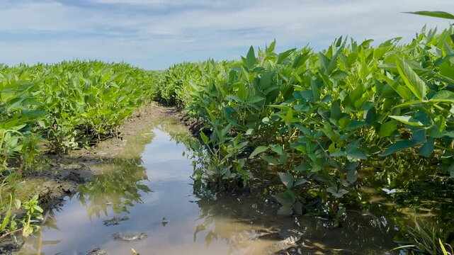 Wide horizontal shot of a flooded soybean field with standing water between rows. Shows the impact of heavy rain on Midwest crops during the July growing season.