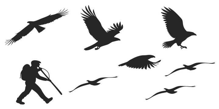 Silhouette collection of eagles and a hunter with backpack and gun various flying poses silhouette backpack wildlife predator conservation illustration isolated
