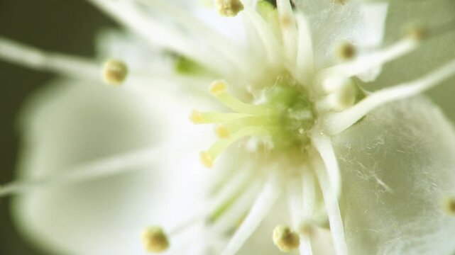 macro flower, pistil detail, Sorbus aucuparia, rowan tree blossom, pollen and stamens, extreme macro, floral anatomy, spring bloom, cinematic macro, Lombardy Italy, 4K footage